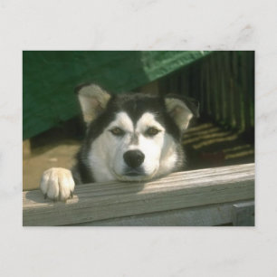 Cartão Postal Sad Puppy