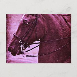Cartão Postal Saddle