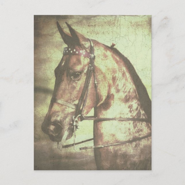 Cartão Postal Saddlebred Horse (Frente)