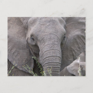 Cartão Postal Safari African Jungle Destinants Elephants