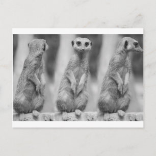Cartão Postal Safari Cute African Classicate Meerkat