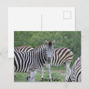 Cartão Postal Safari de Zebra África