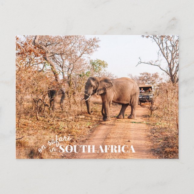 Cartão Postal Safari Sul-Africano (Frente)