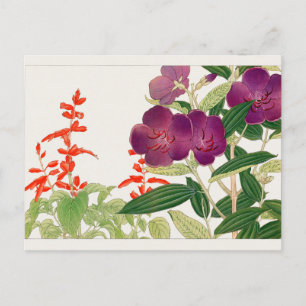 Cartão Postal Sage escarlate, Melastoma, de Tanigami Konan
