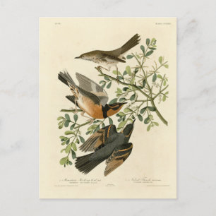 Cartão Postal Sage Thrasher e Varied Thrush, Aves de Audubon