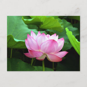 Cartão Postal Sagrado Lotus: Japão