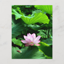 Cartão Postal Sagrado Lotus: Japão