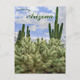 Cartão Postal Saguaro Cactos na Arizona de Tucson