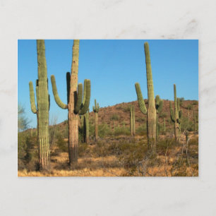 Cartão postal Saguaro cactus