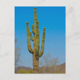 Cartão Postal Saguaro Cactus