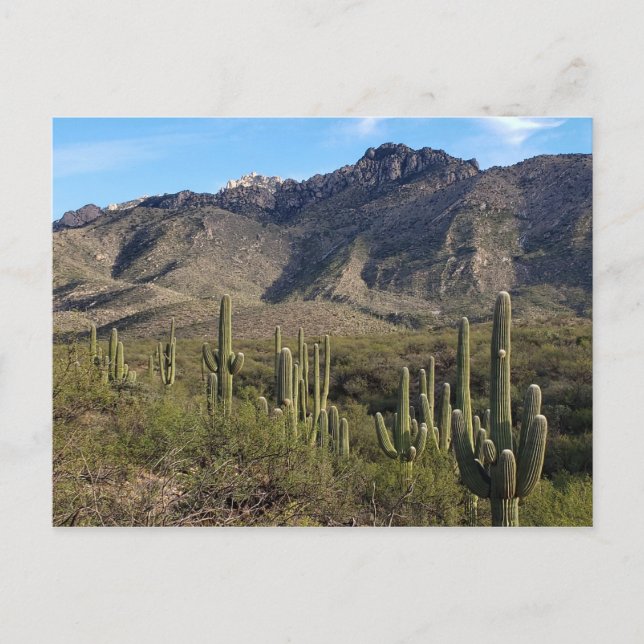 Cartão Postal Saguaro Cactus and Catalina Mountains, Tucson AZ (Frente)