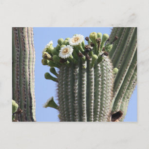 Cartão postal Saguaro Cactus Blooms