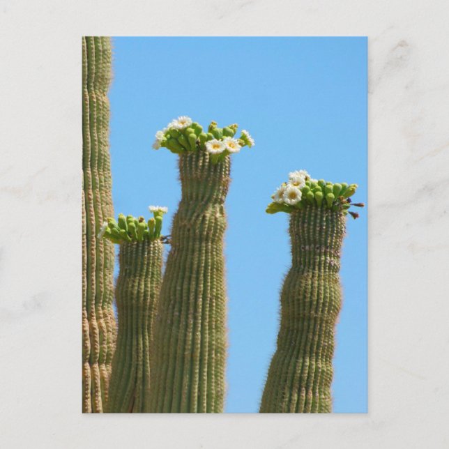 Cartão Postal Saguaro Cactus Blossoms (Frente)