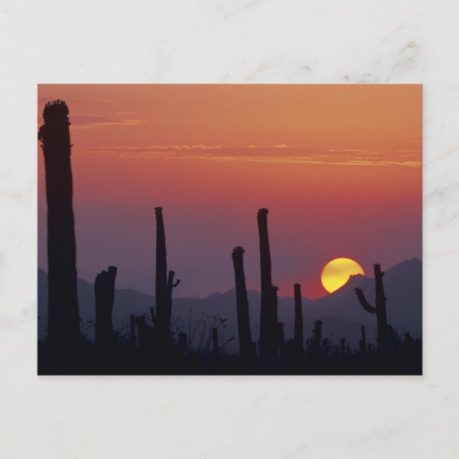 Cartão Postal Saguaro Cactus Carnegiea gigantea), Sunset (Frente)