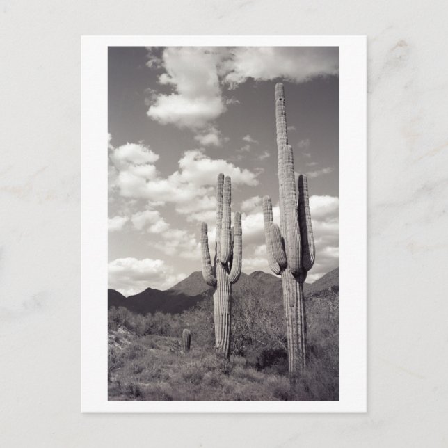 Cartão Postal Saguaro Cactus Sonora Desert B&W Photo Postcard (Frente)