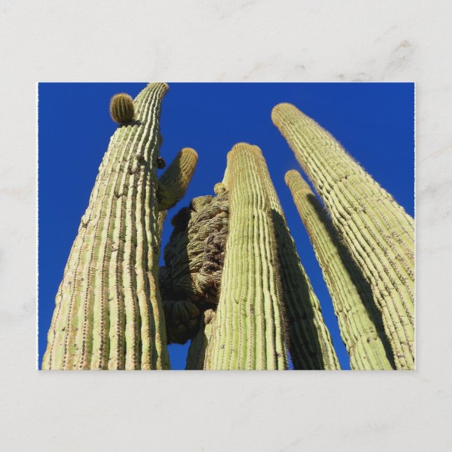 Cartão Postal Saguaro mais alto preso (Frente)