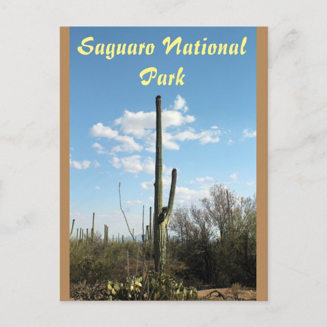 Cartão Postal Saguaro National Park, Tuscon Arizona Postcard (Frente)