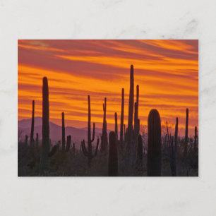 Cartão Postal Saguaro, pôr do sol, Parque Nacional Saguaro