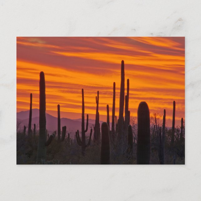 Cartão Postal Saguaro, pôr do sol, Parque Nacional Saguaro (Frente)