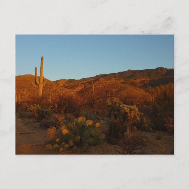 Cartão Postal Saguaro Sunset I Arizona Desert Landscape (Frente)