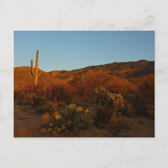 Cartão Postal Saguaro Sunset I Arizona Desert Landscape (Frente)