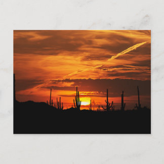 Cartão Postal Saguaros Cênicos ao pôr do sol