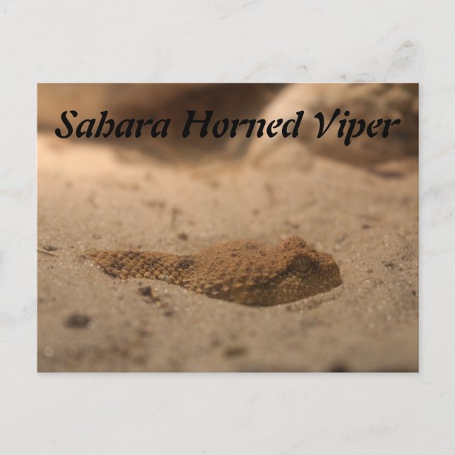 Cartão Postal Sahara Horned Viper (Frente)