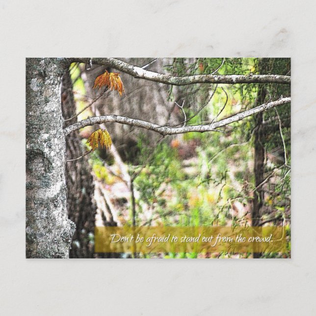 Cartão Postal Saia (Frente)