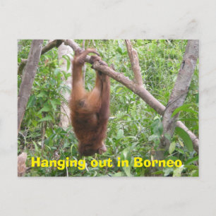 Cartão Postal Saindo em Animais Engraçados em Borneo