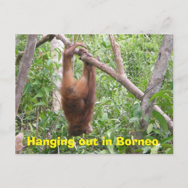 Cartão Postal Saindo em Animais Engraçados em Borneo (Frente)