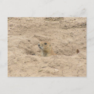 Cartão Postal Sair De Burrow