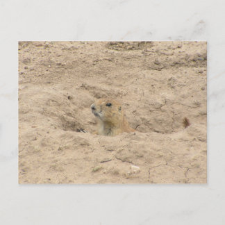 Cartão Postal Sair De Burrow