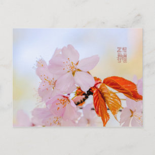 Cartão Postal Sakura - cereja japonesa floresce