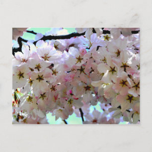 Cartão postal Sakura Cherry Blossoms