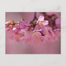 Cartão Postal Sakura Cherry Blossoms Delicar Buquê Rosa