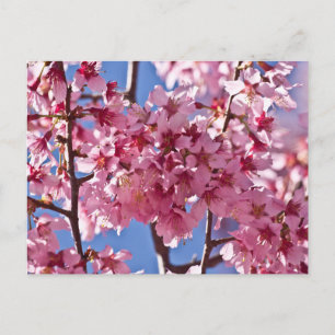 Cartão Postal Sakura Cherry Blossoms Red Stars