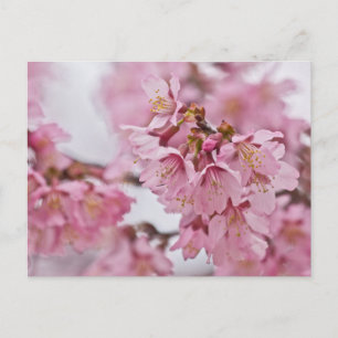 Cartão Postal Sakura Cherry Blossoms Rosa Pálido