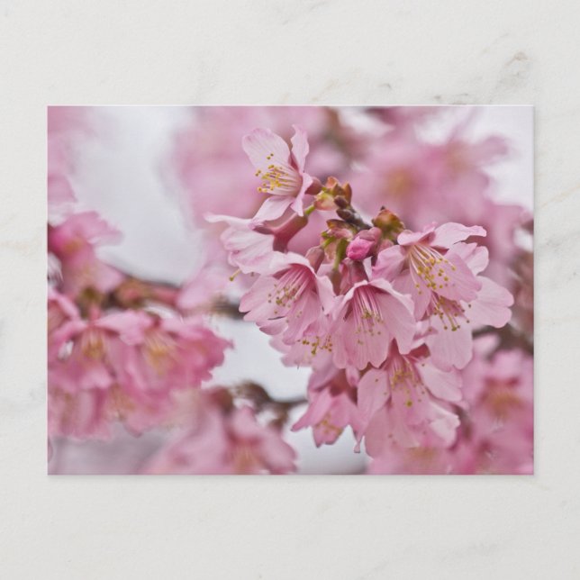 Cartão Postal Sakura Cherry Blossoms Rosa Pálido (Frente)