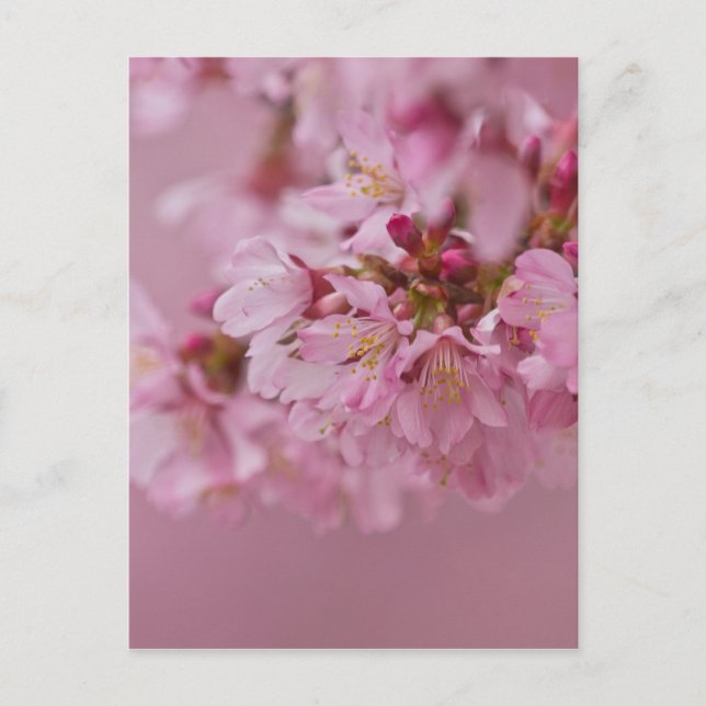Cartão Postal Sakura Cherry Blossoms Rosa Pálido Reflexões (Frente)