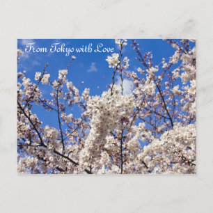 Cartão Postal Sakura Cherry Blossoms White Blue Sky Tóquio