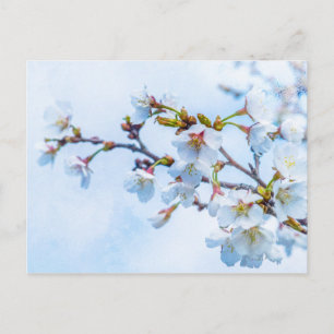 Cartão Postal Sakura - Flor de Cereja Japonês