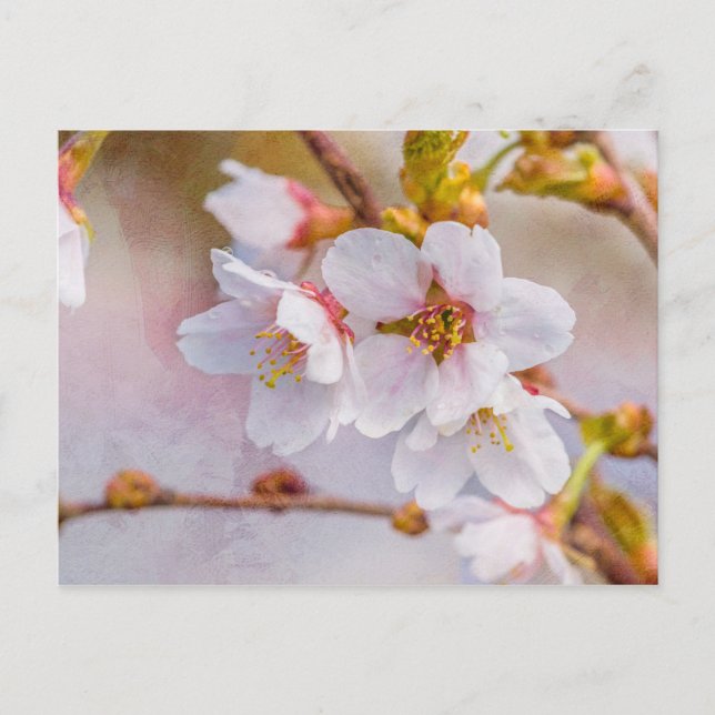 Cartão Postal Sakura - Flor de Cereja Japonês (Frente)