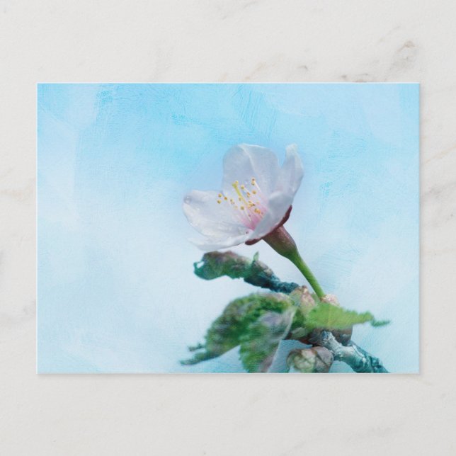 Cartão Postal Sakura - Flor de Cereja Japonês (Frente)