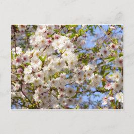 Cartão Postal Sakura Flor de Cerejeira Japão Quioto
