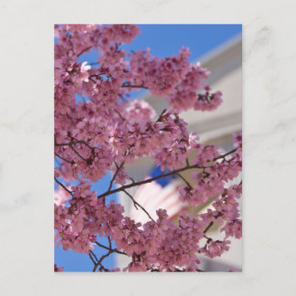 Cartão Postal Sakura Flores de Cerejeira Americana