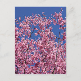 Cartão Postal Sakura Flores de Cerejeira no Azul
