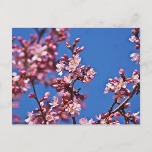Cartão Postal Sakura Flores de Cerejeira Tocando o Azul