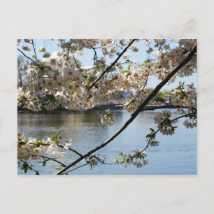 Cartão Postal sakura matsuri