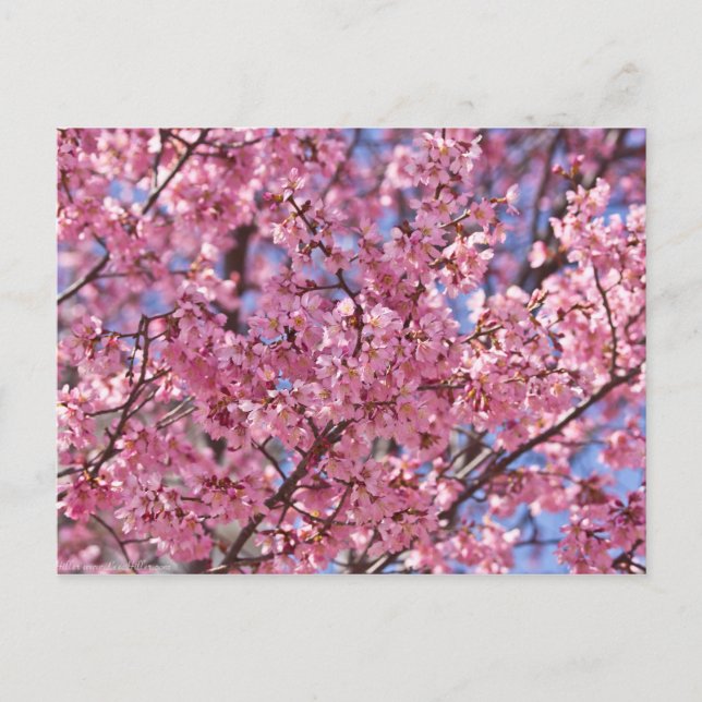 Cartão Postal Sakura Pink Chersom Sky (Frente)