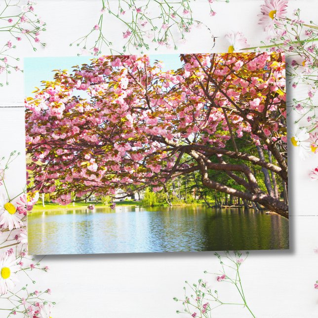 Cartão Postal Sakura Rosa em Flor (Criador carregado)